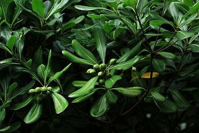 新《月姬格斗》实机对战演示 诺艾尔对战罗亚