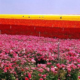 《守望先锋2》x《街头霸王6》联动内容遭泄露